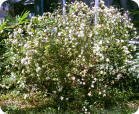 Spirea