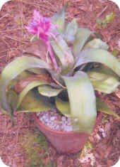 Bromeliad