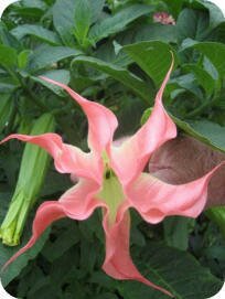 Brugmansia by Linda Hendricks--Hendersonville, NC