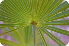 Cabbage Palm