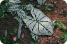 Caladium