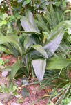 Aspidistra or Cast Iron Plant