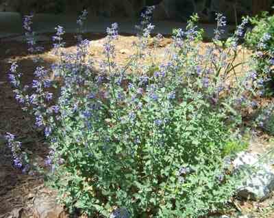 Catmint N faassenii