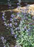 Catmint