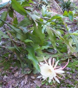 Night Blooming Cereus