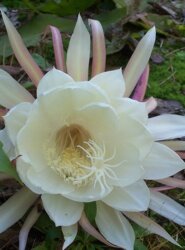 Night Blooming Cereus