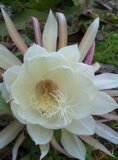 Cereus