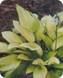 Hosta