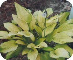 Hosta