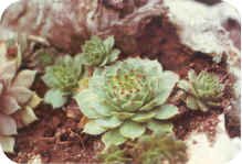 Hens and Chicks