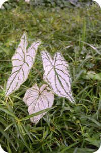 Christmas Caladium