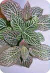 Fittonia verschaffeltii var. argyroneura