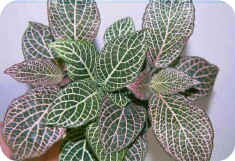 Fittonia verschaffeltii