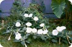 Datura blooms