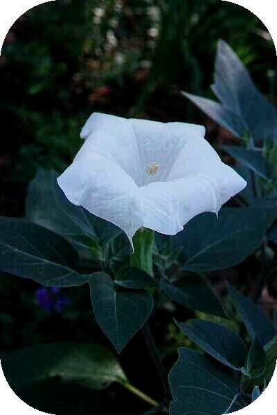 Datura