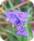 Day Flower, Spiderwort