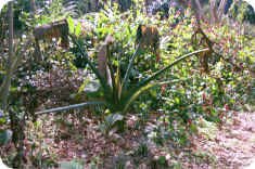 Dead Elephant Ear