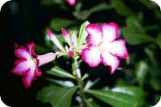 Desert Rose