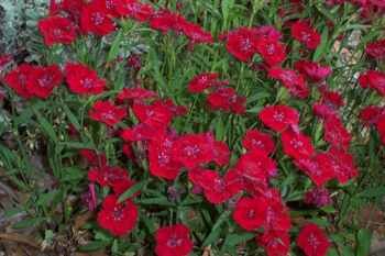 Dianthus, Sweet William