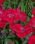 Dianthus Sweet William