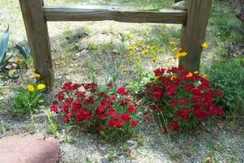 dianthus Sweet William