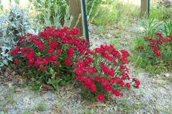 Dianthus, Sweet William