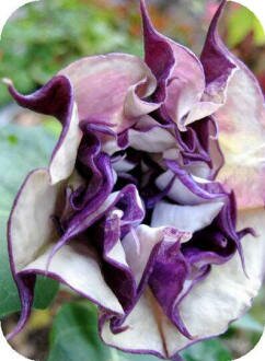 Double Purple Datura by Freida Wright