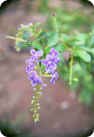 Duranta repens