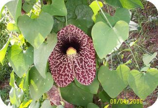 Dutchman's Pipe