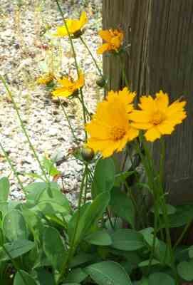 Dwarf Coreopsis