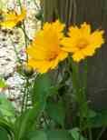 Dwarf Coreopsis