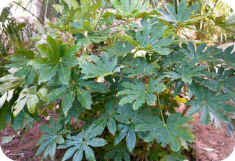 Fatsia