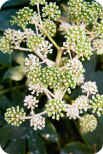 Fatsia bloom