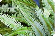 Ferns