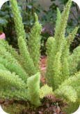 Foxtail Fern