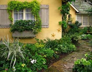 Climbing Vines in your Garden