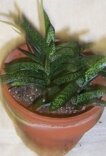 Gasteria