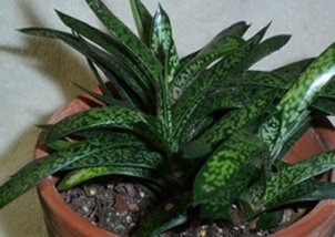 Gasteria