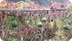 gourds