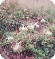 gourds