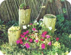 Logs with sedum - provides a natural pot for hens and chickens