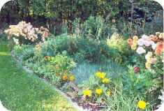 Side Garden: the beauty of both annuals and perennials