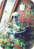 Fountain in greenhouse surrounded by geraniums