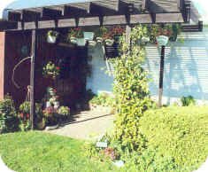 Patio creates shade for hanging baskets