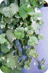 Ground Geranium