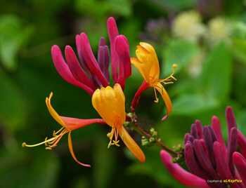 Honeysuckle