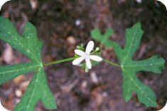 Horse Nettle