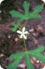 Solanum carolinense