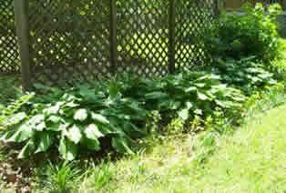 Hosta