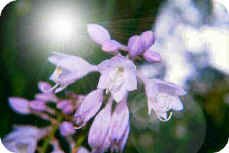 Hosta bloom